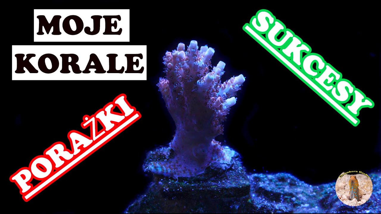 All My Corals | Wszystkie Korale Jakie Posiadam | Porażki i Sukcesy~ Greenhorn Reefer
