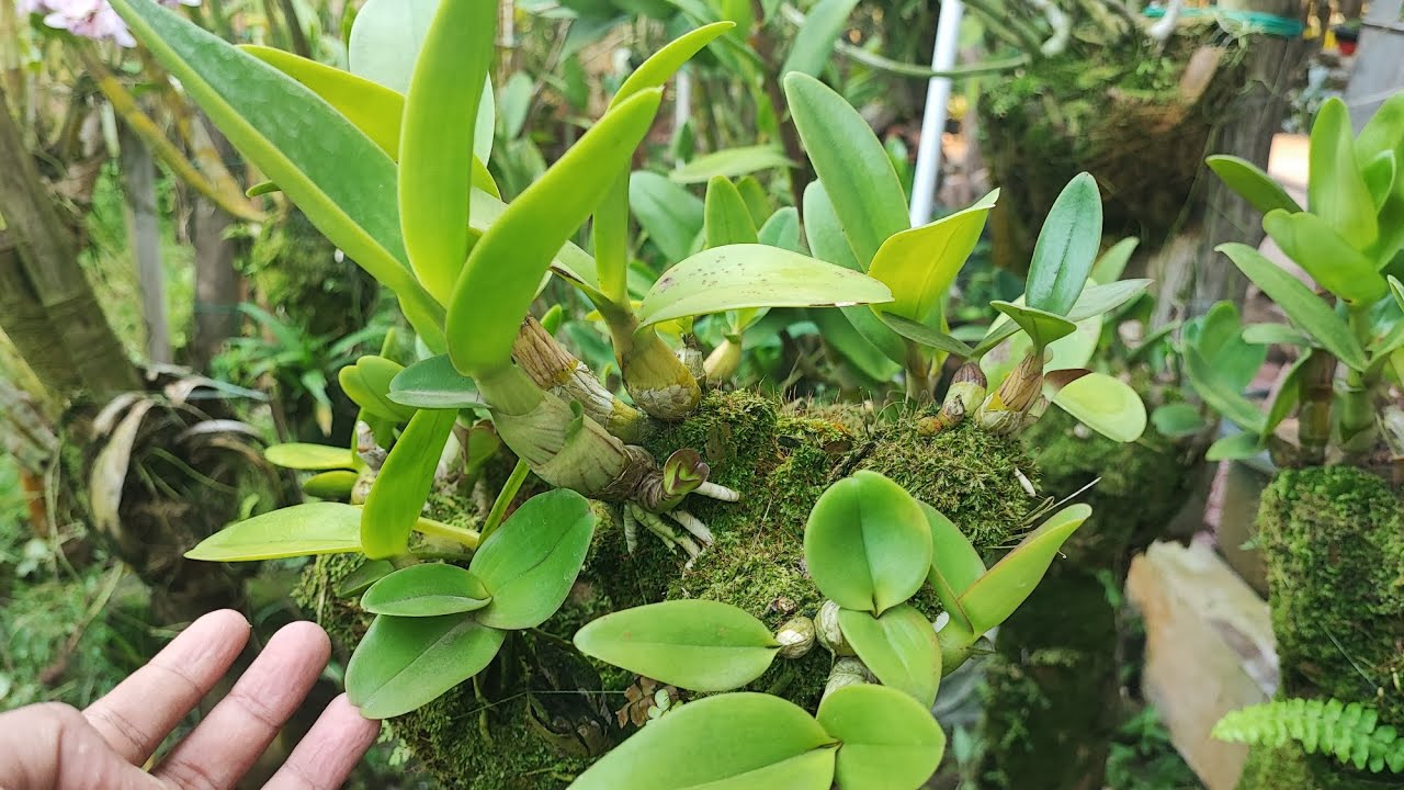 Perawatan anggrek di musim kemarau!