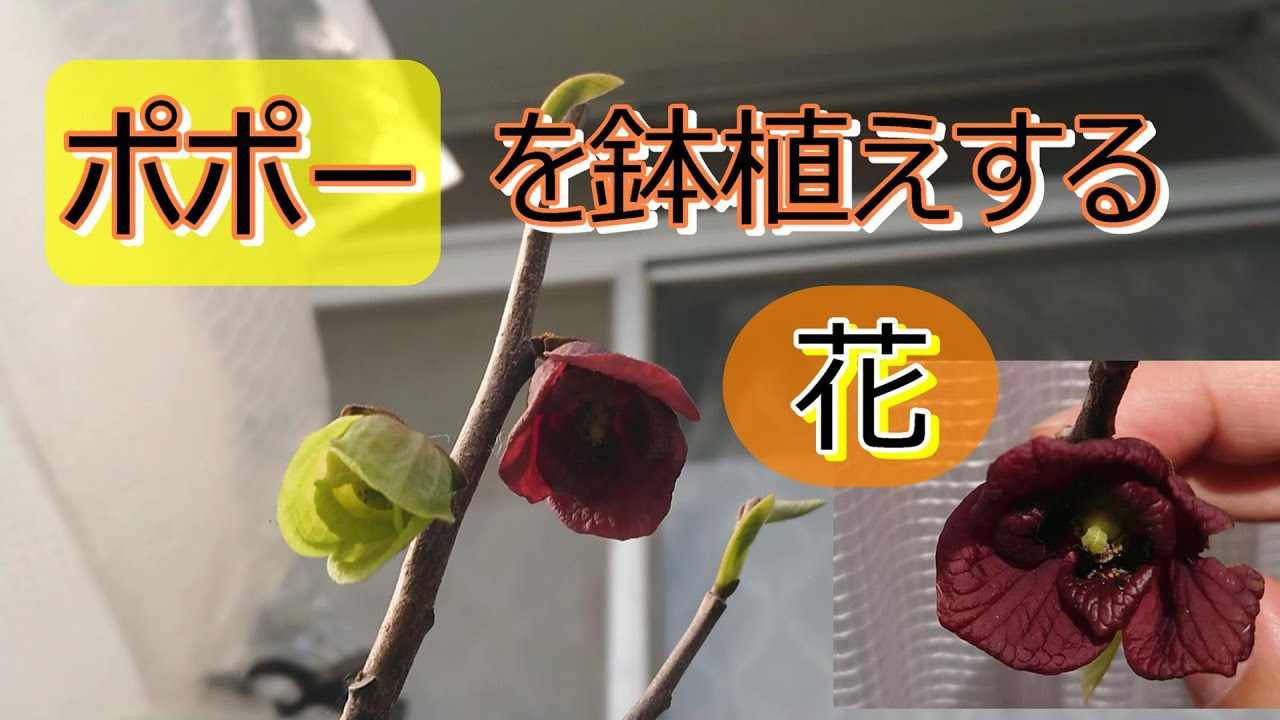ポポーを鉢植えする。花。挿し木。【果樹栽培】