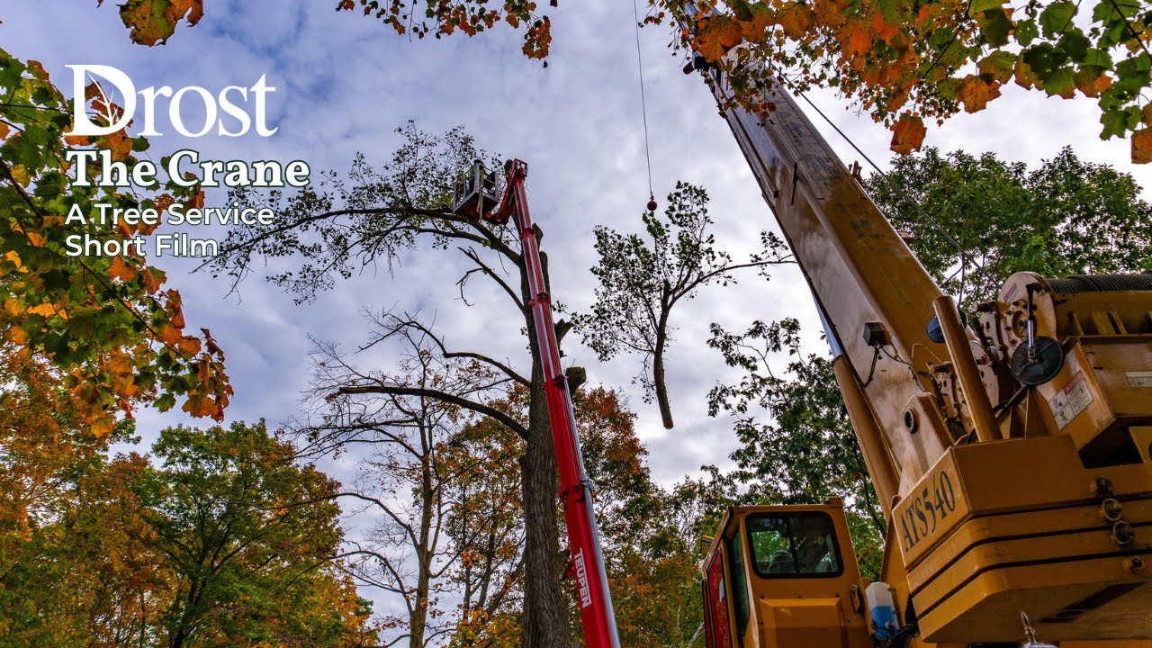 Using a Crane for an Enormous Tree Removal