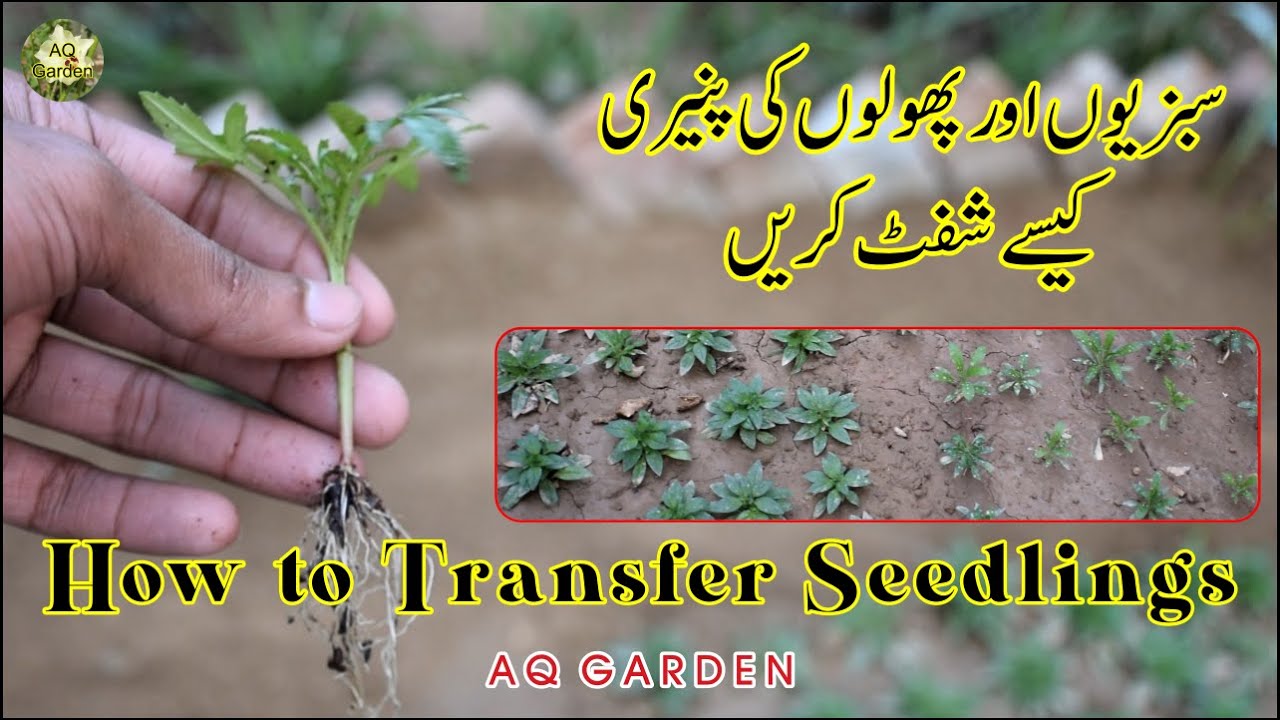 Paneeri Shift Karne Ka Tarika l how to plant seedlings l seedlings guide