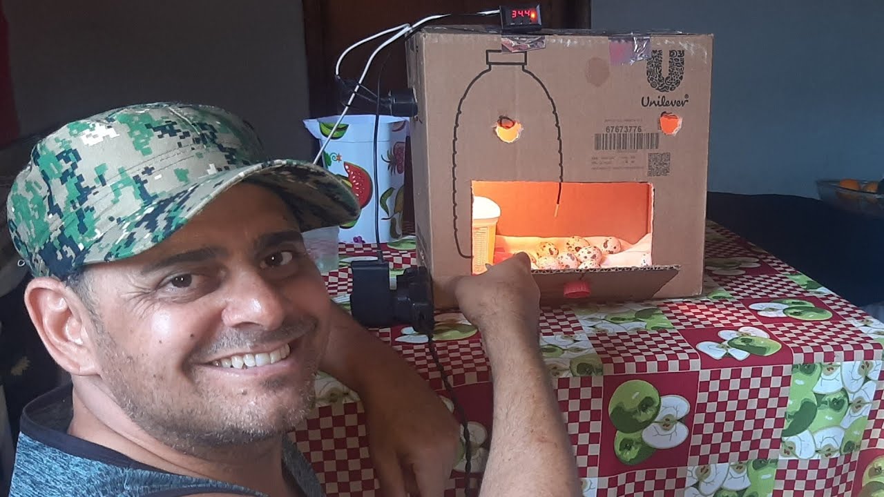 CHOCADEIRA DE PAPELÃO COMO COLOCAR OVOS DA CODORNA + TERMOSTATO.