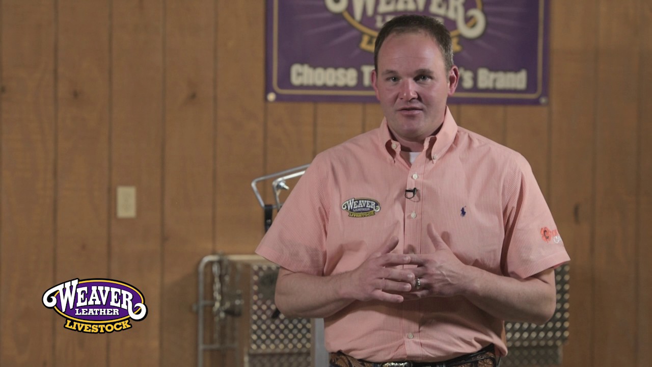 When to Shear Sheep