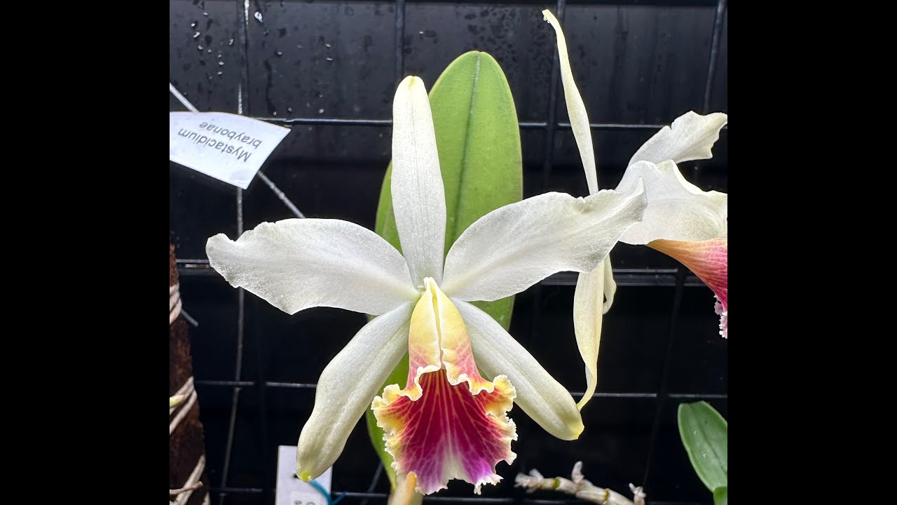 Cattleya  Blossfeldiana & Brazil Update