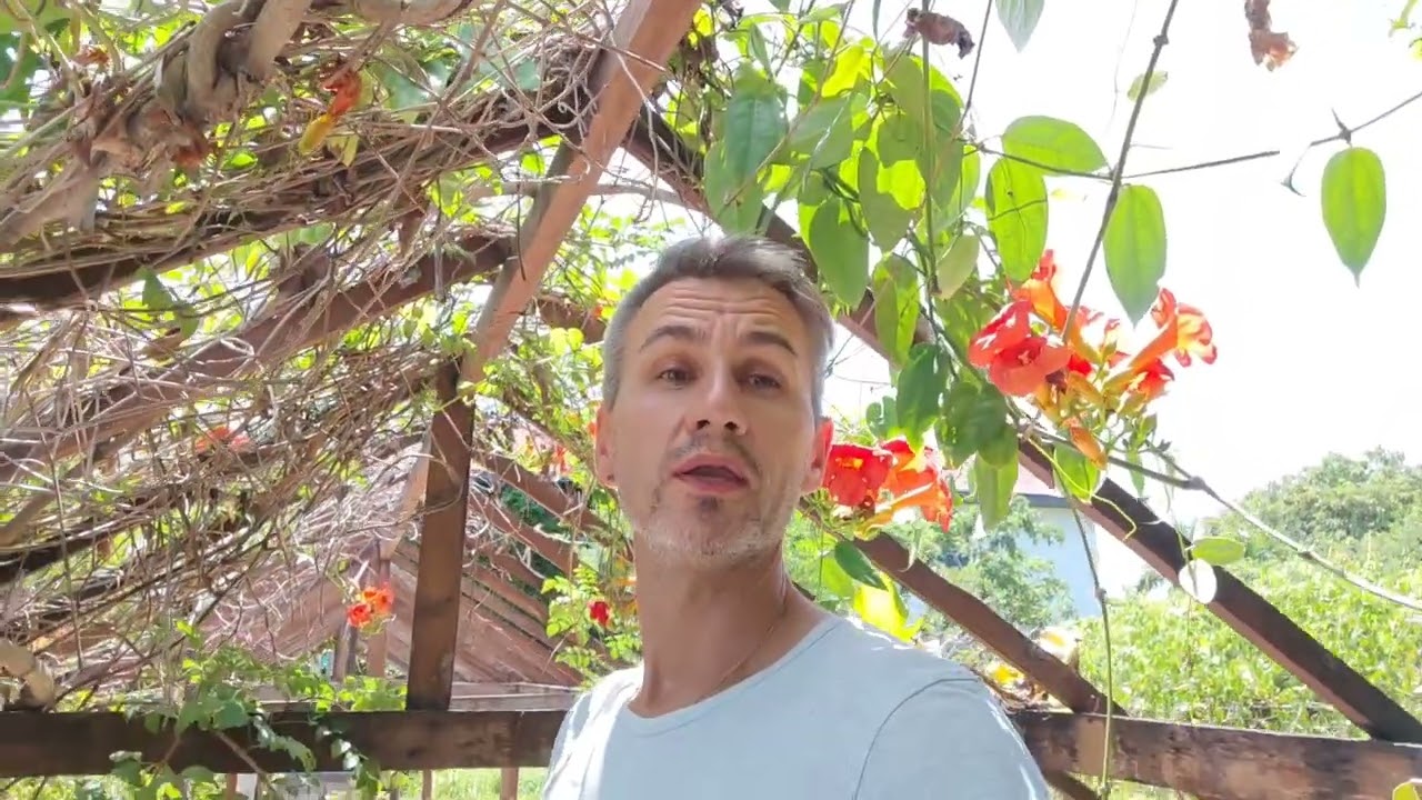 Кампсис укореняющийся. Campsis radicans.
