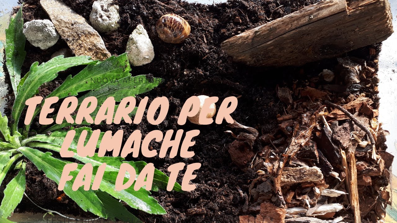 Come costruire un terrario per lumache fai da te per bambini | Mielisa