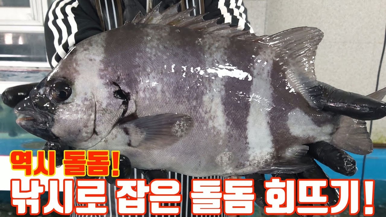 역시 돌돔! 낚시로잡은 돌돔회뜨기!