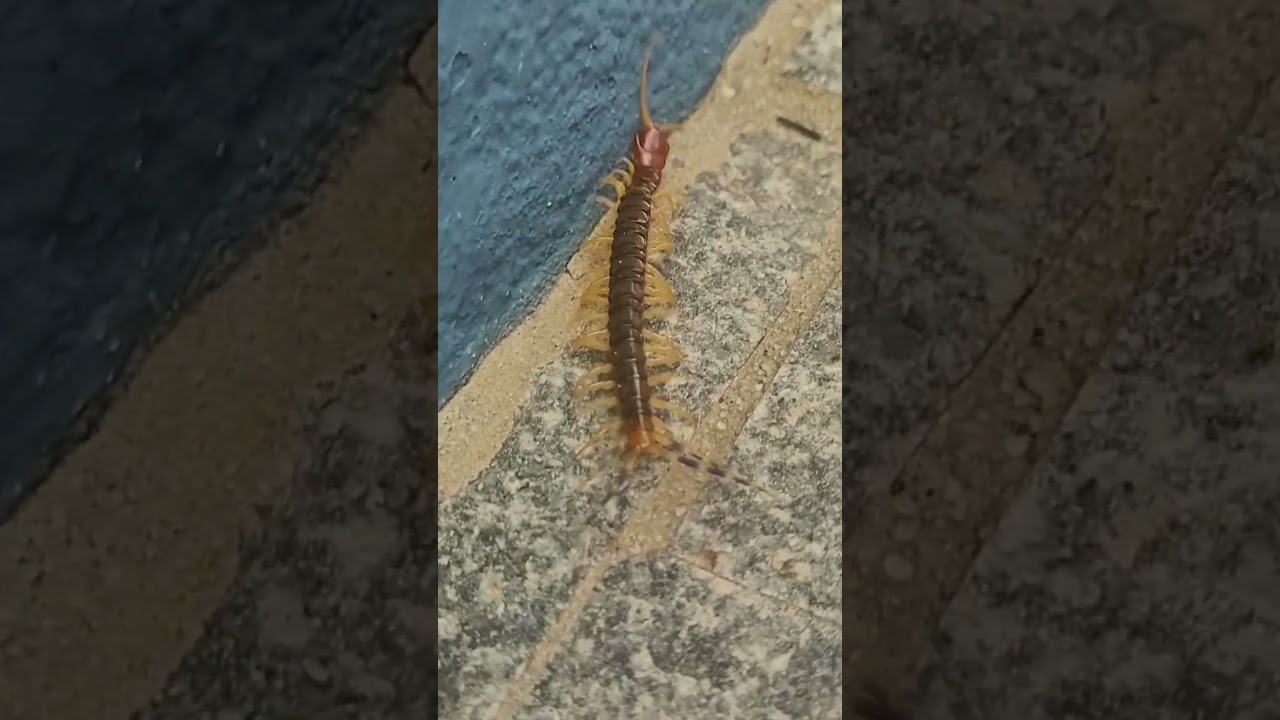 Lacraias Podem MATAR ou Ferir os Humanos? Centopeias S&atilde;o Pe&ccedil;onhentas