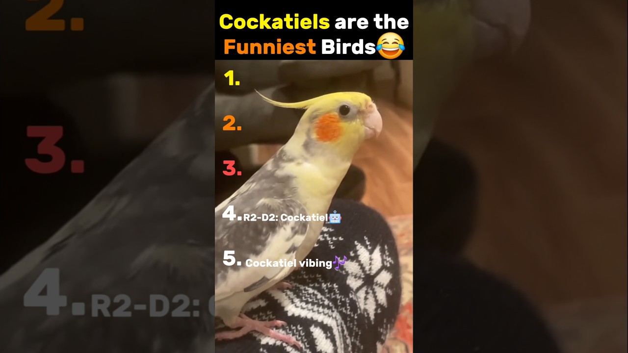 Last cockatiel joke is the funniest 😂 #cockatiel