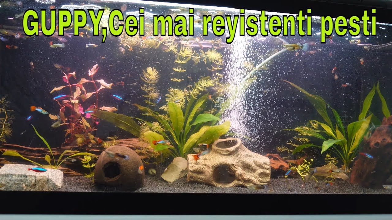 Cum amenajezi un ACVARIU CU PLANTE si Pesti GUPPY|