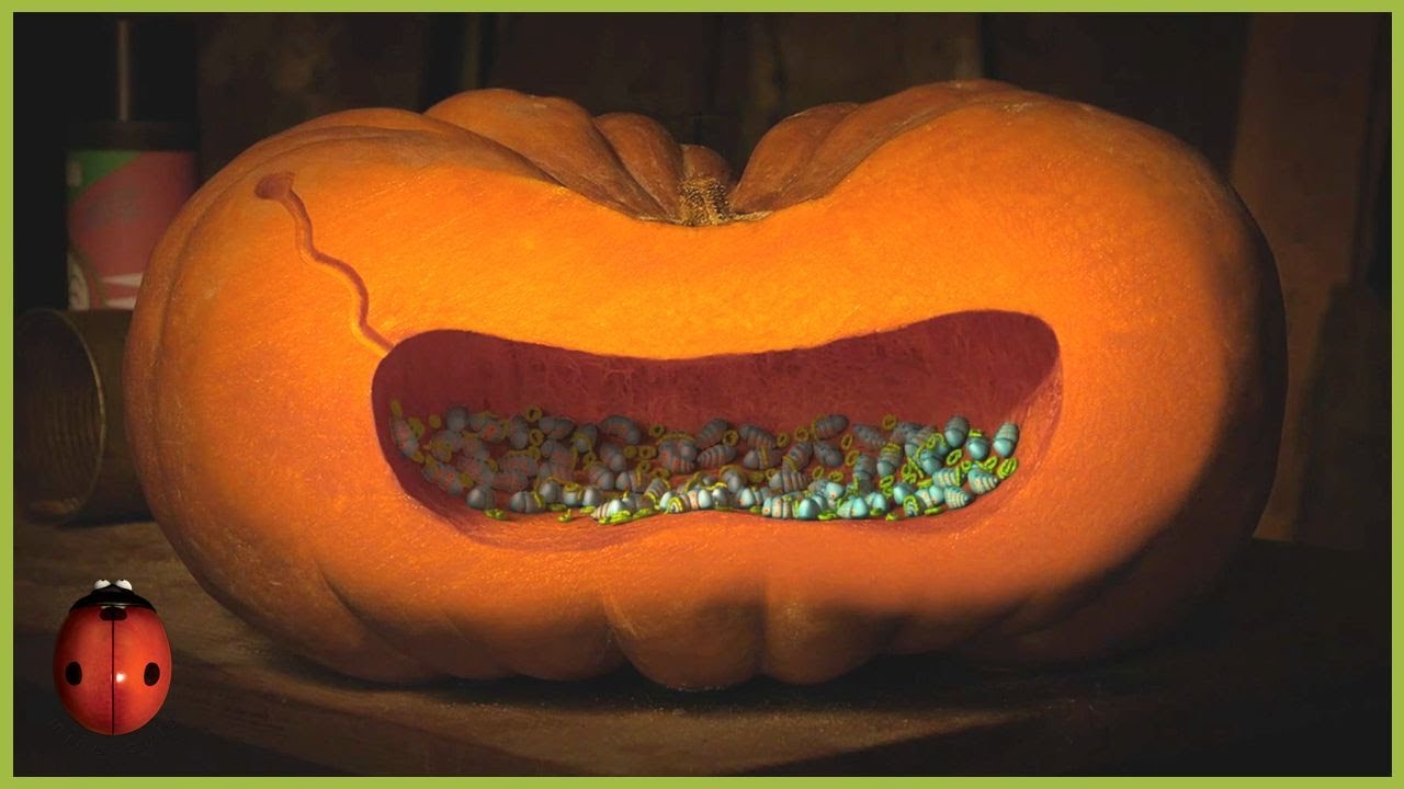 Homeless 🎃 Minuscule 🍃 80' Compilation