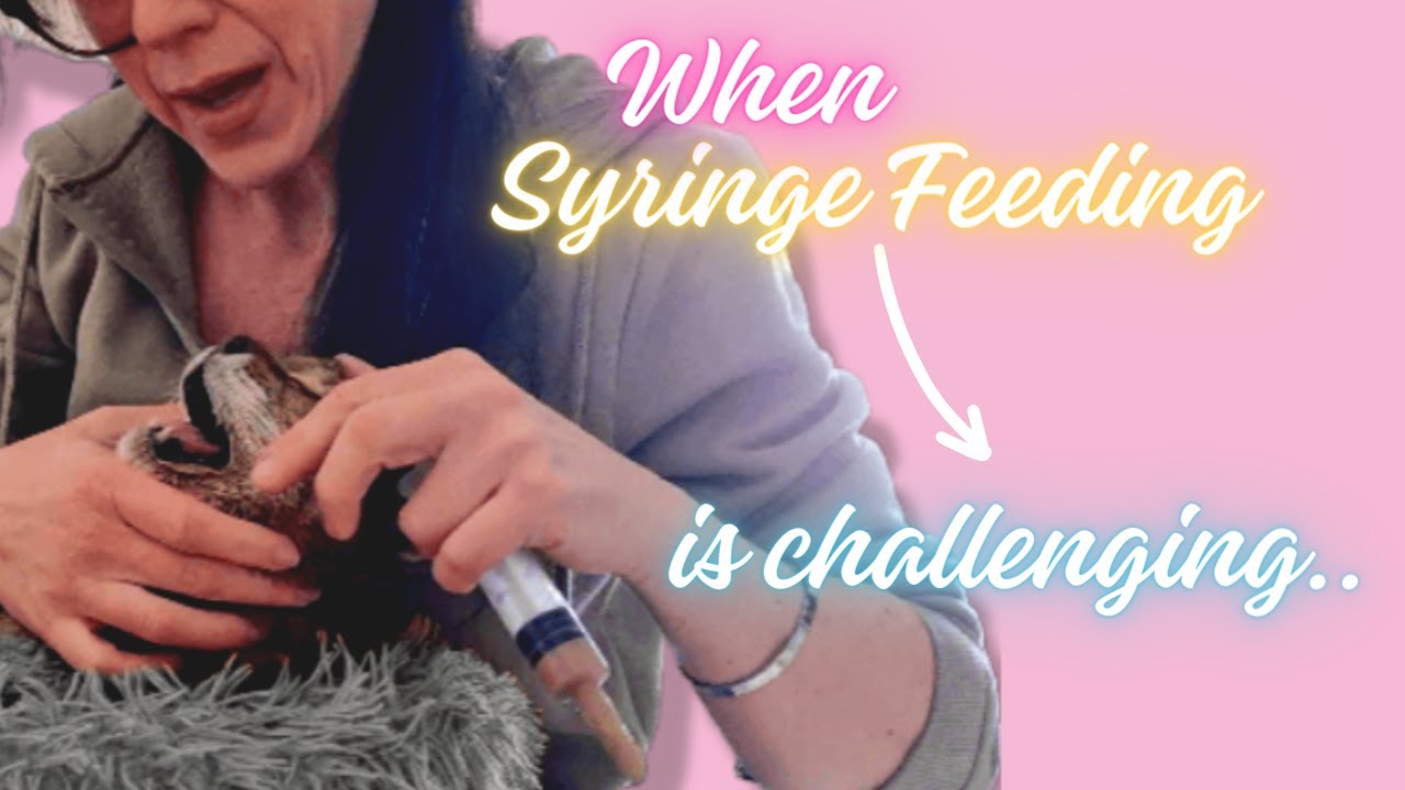 Overcoming the Challenges of Syringe Feeding
