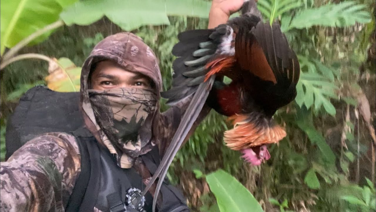 Labuyong mailap / wild chicken hunt @Mangangayam 