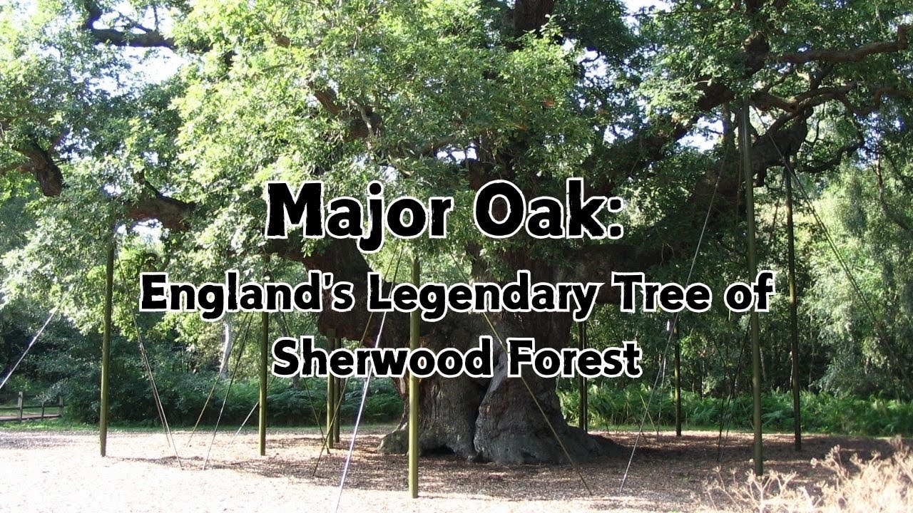 The Majestic Major Oak: England's Legendary Tree of Sherwood Forest