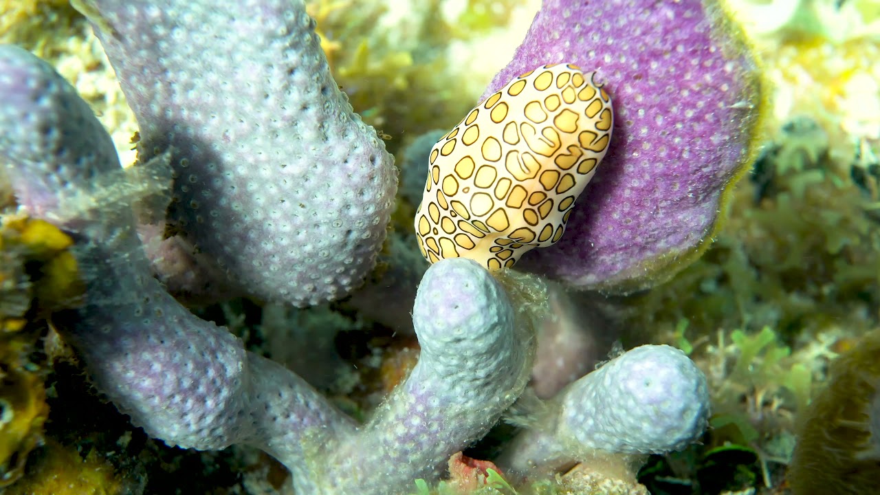 Wild flamingo tongue snail grazing on sea plume, Vieques, PR, 4k video with sound