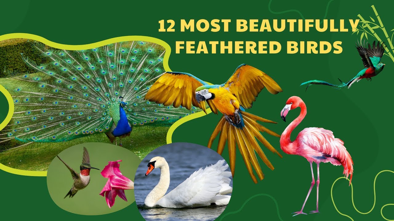 12 Most Beautifully Feathered Birds