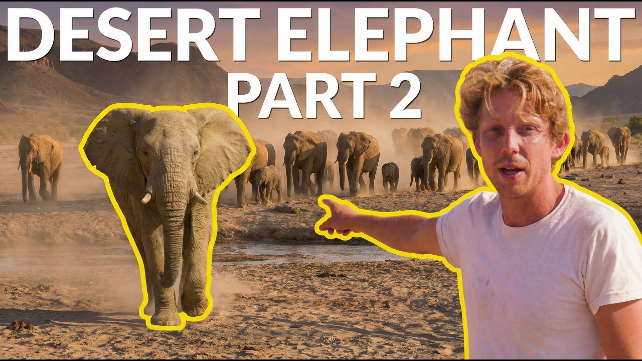The Secret Life of an Elephant Herd! (2/2)