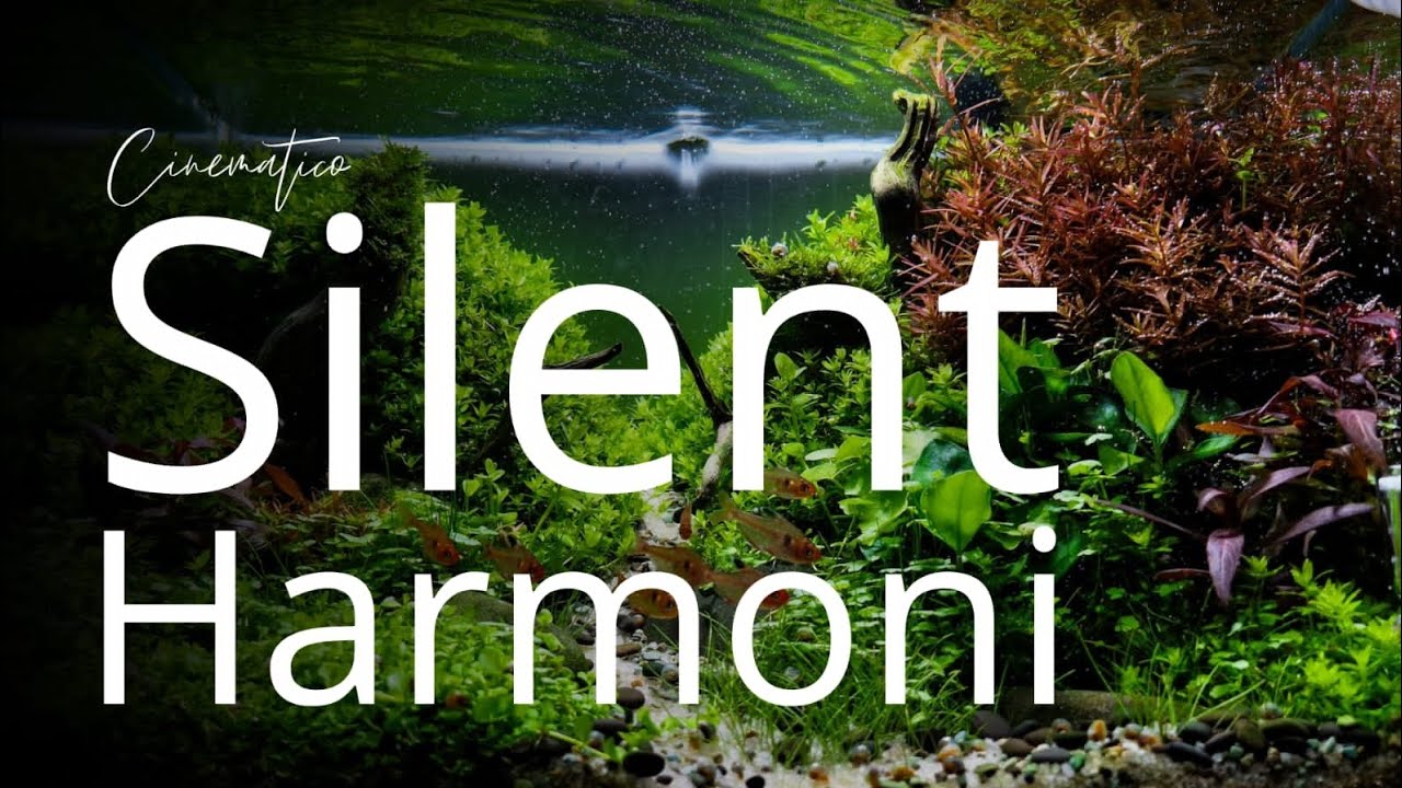 Silent Harmoni - Cinematic 4k