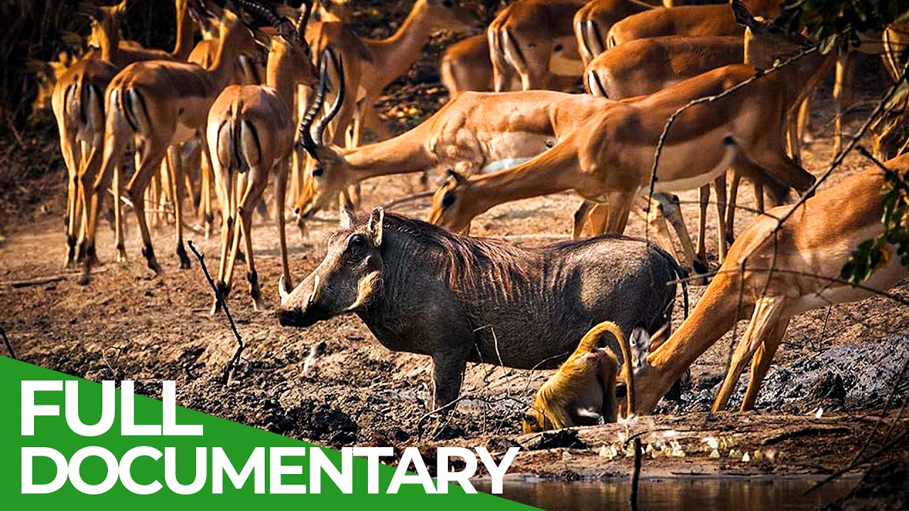 Kanga Pan: An African Horror Story |&nbsp;Free Documentary