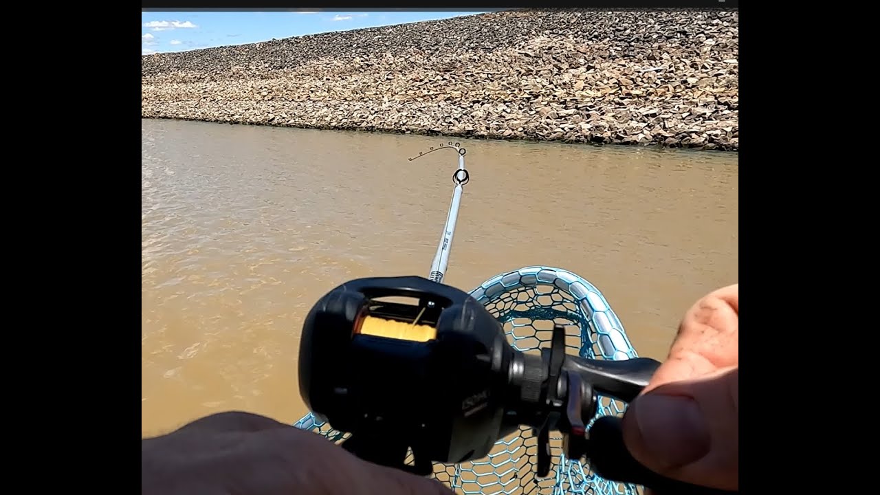 Productive arvo trolling at Taylors Lake for yellowbelly, redfin and Murray Cod