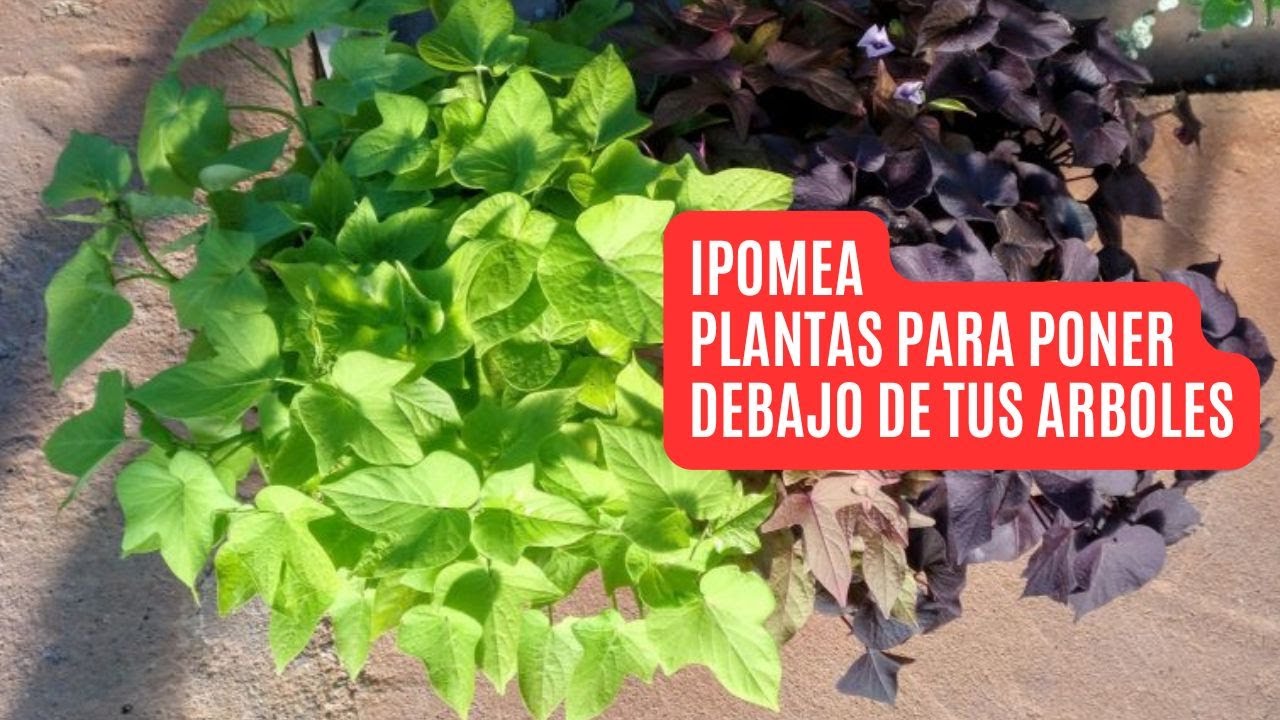 IPOMEA BATATA - MARGARITA - PARA PONER DEBAJO DE LOS ARBOLES