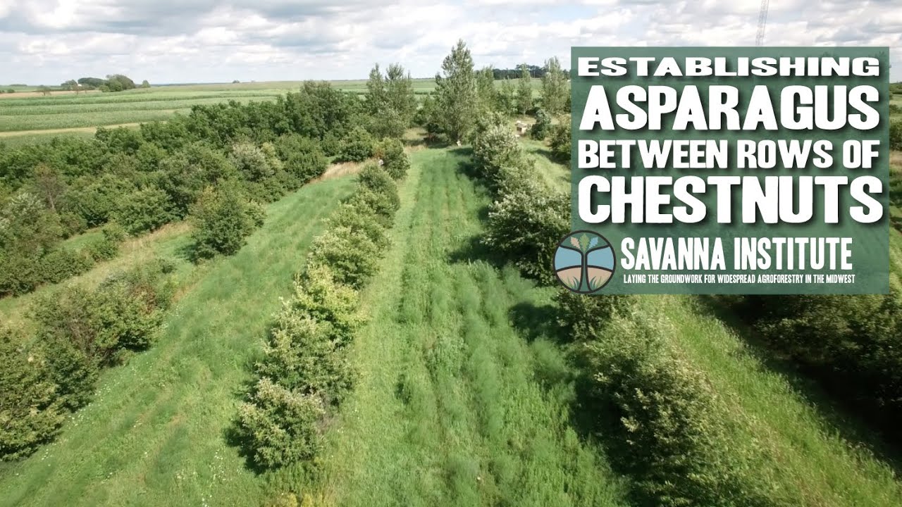 Establishing Asparagus Between Chestnuts with Mark Shepard