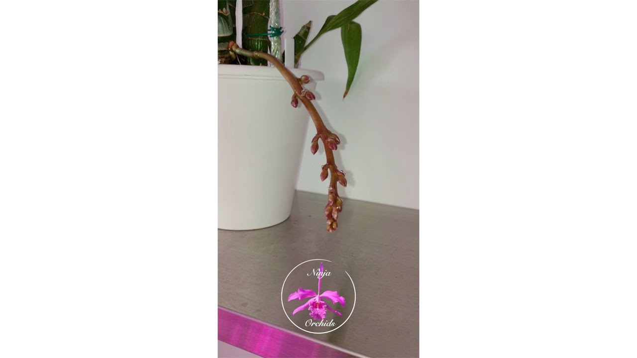 Fredclarkeara After Dark 'Black Pearl' Spikes #shorts #ninjaorchids