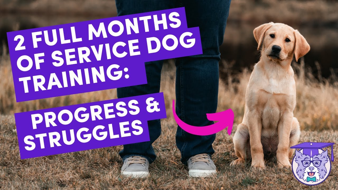 Raising a Service Dog: Training and Milestones at 4 Months Old