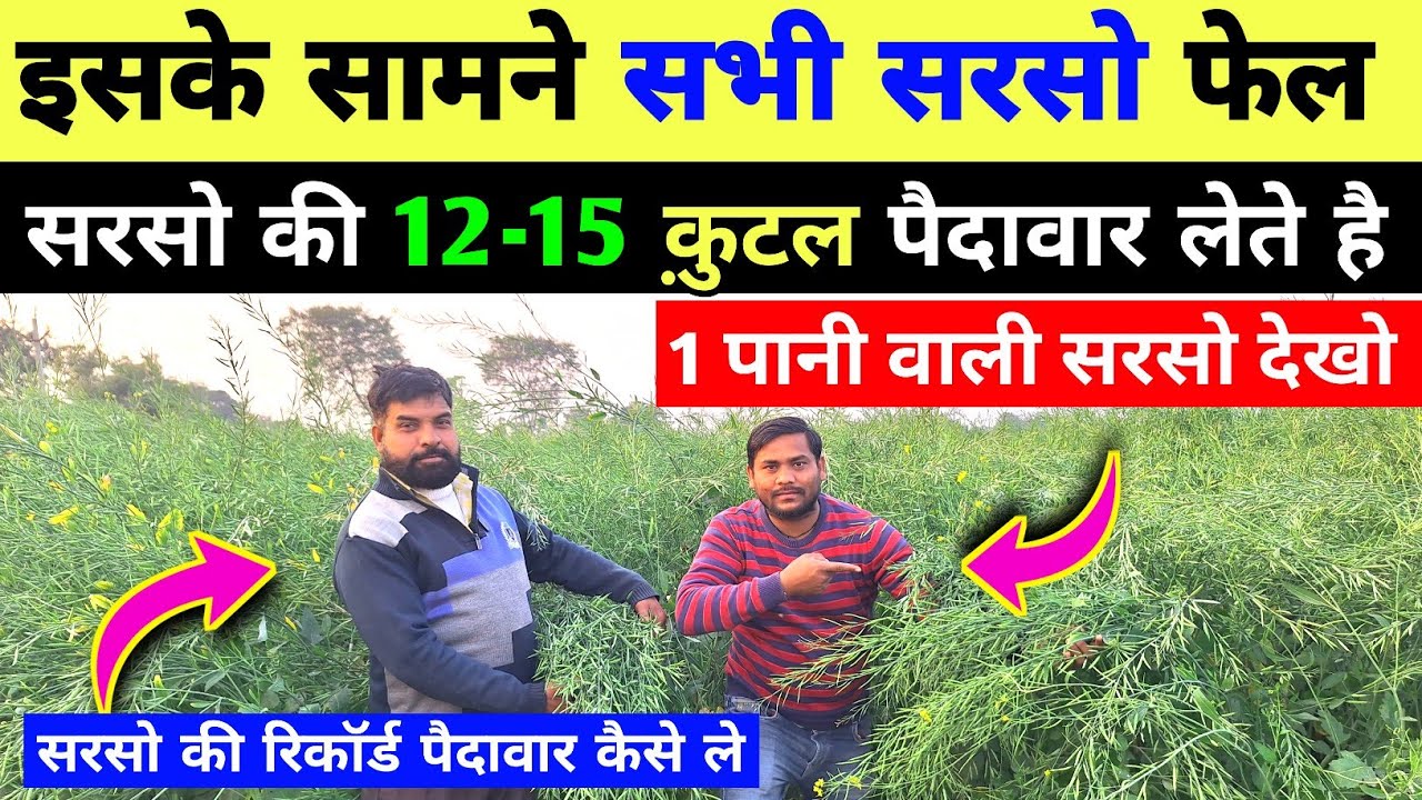 सरसों की 12-15 कुंतल पैदावार कैसे ले | sarso ki kheti kaise kre / sarso ki adhik paidawaar kaise le 