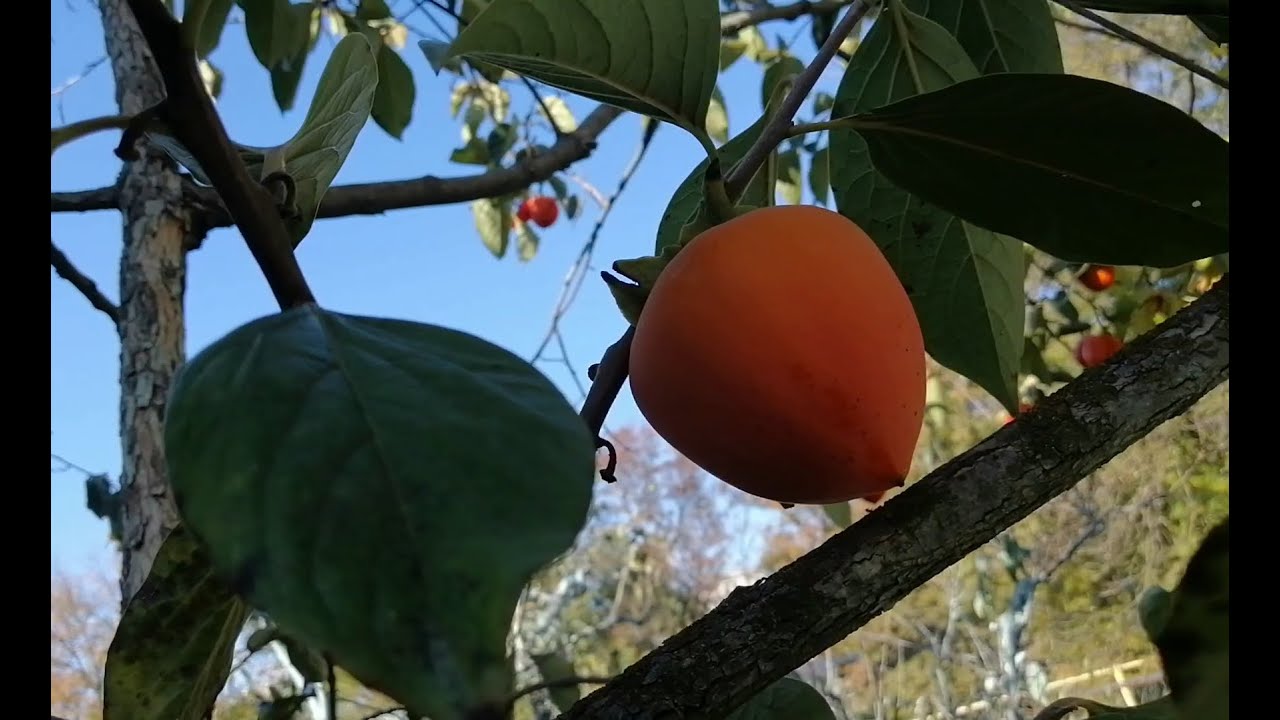 Пастила из хурмы и запеченных яблок в сушилке EZIDRI