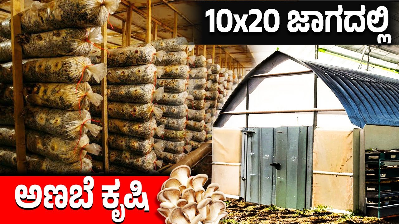 Low Investment Mushroom Farming | Easy - Simple - Tips for Growing Oyster Mushroom  | Part 2