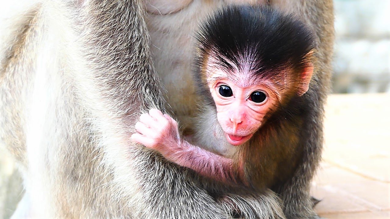 Adorable Newborn Baby Is Interested In Playing With Family Members