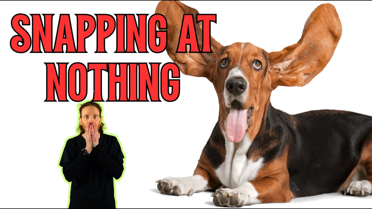 My Dog Keeps Biting the Air! Vet Explains What's Actually Wrong