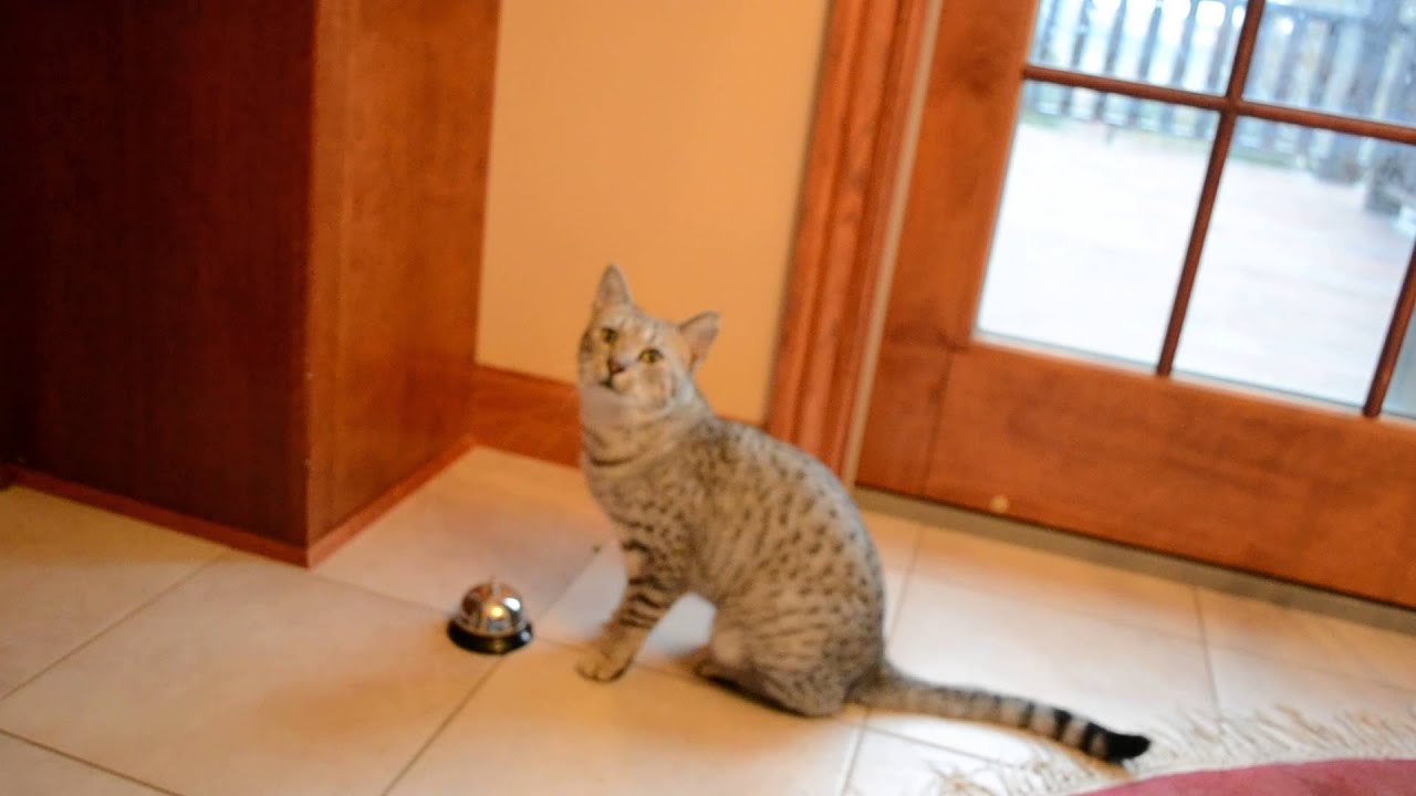 Cat rings bell to go outside