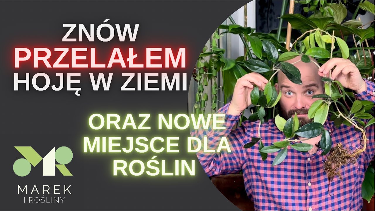 Znów przelałem hoję! Nowe miejsce dla roślin