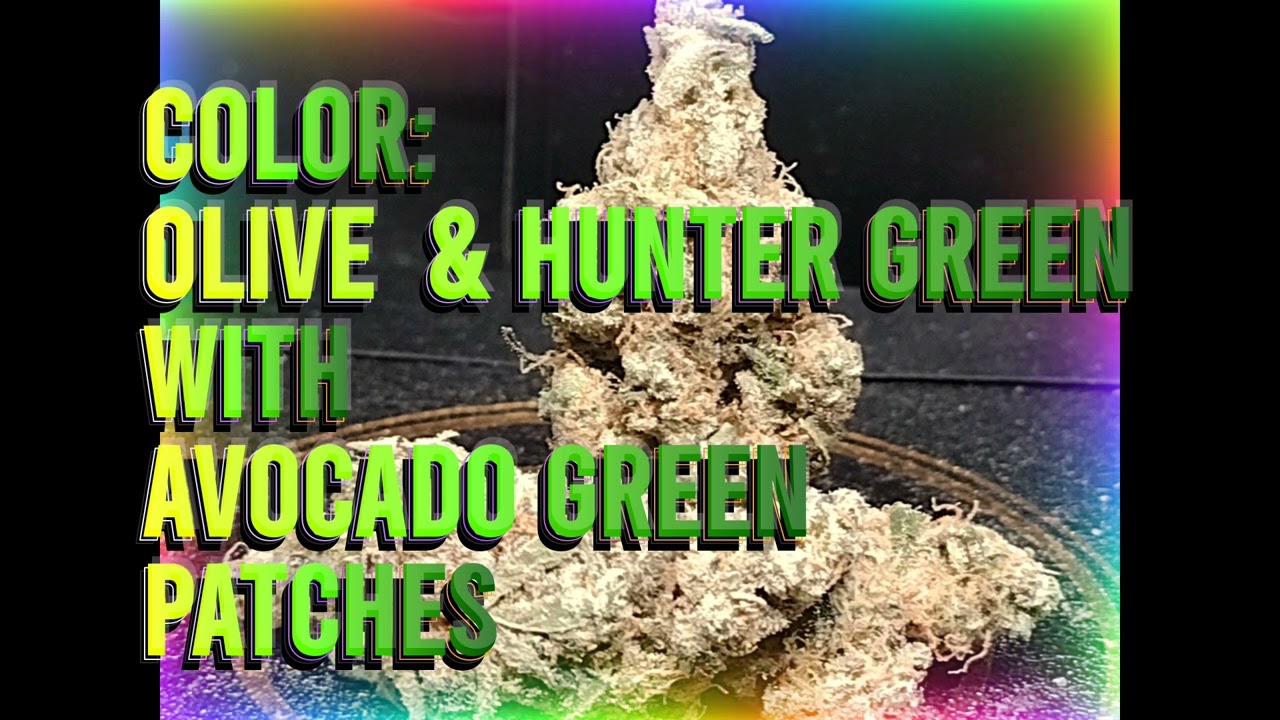 Government Oasis (H) Strain Review Budpedia