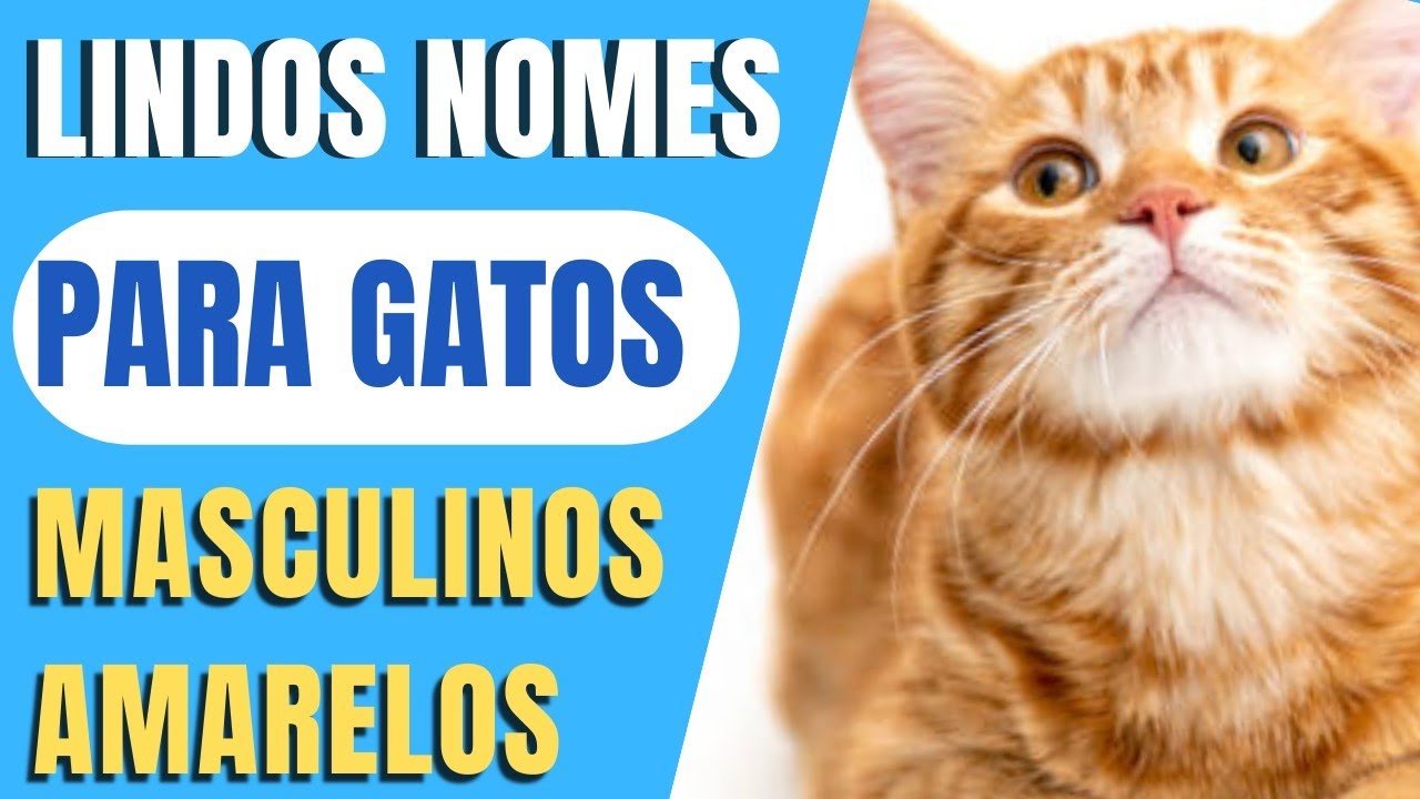 30 NOMES | Para Gatos Masculino AMARELOS