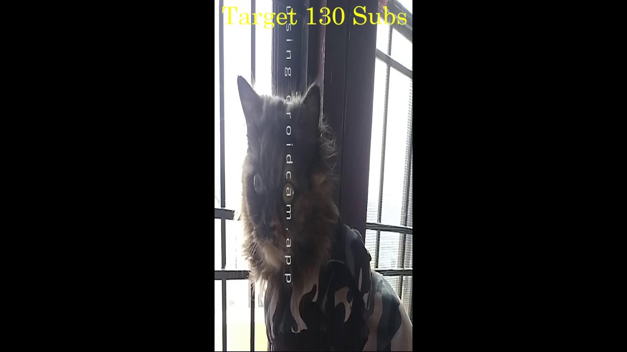 Day 3 in Tales of Little Ghosty #trending #cat #viral #music #catlife #funny #animallovers