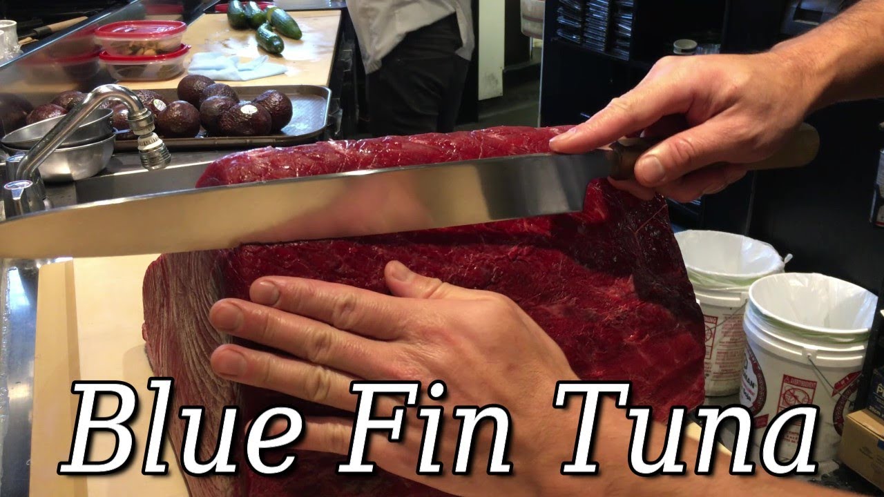 Cut to fillet the Every Tuna Parts / Wild BF Tuna from Atlantic Ocean at Boston