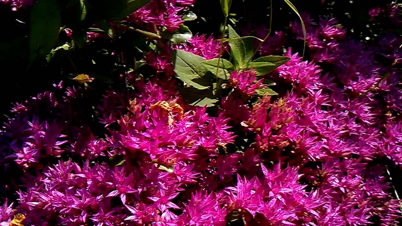 Desire HD - Macro video test 2 HD (nature)