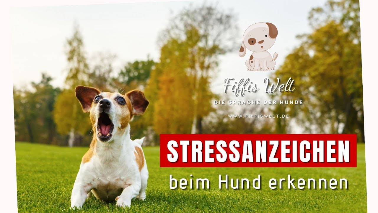 Fiffis Welt: Stressanzeichen beim Hund erkennen