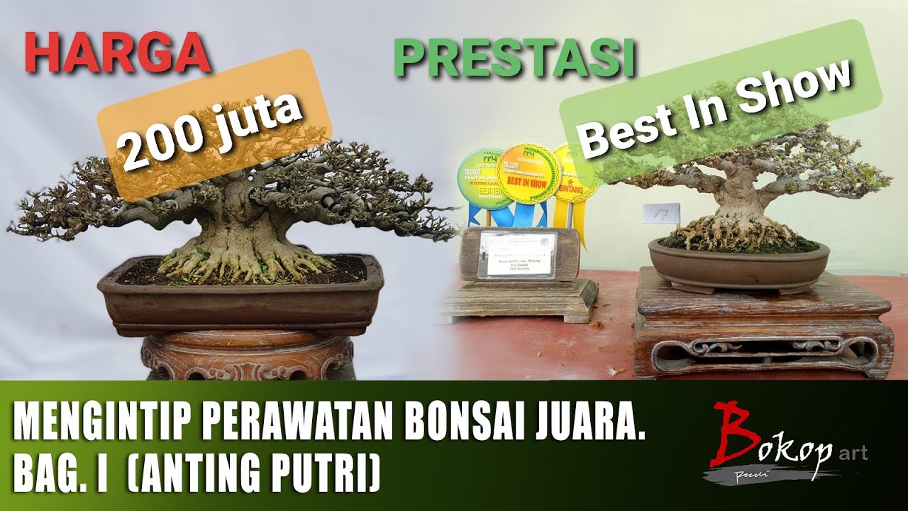 MENGINTIP PERAWATAN BONSAI  JUARA. Bag. I  (anting putri)
