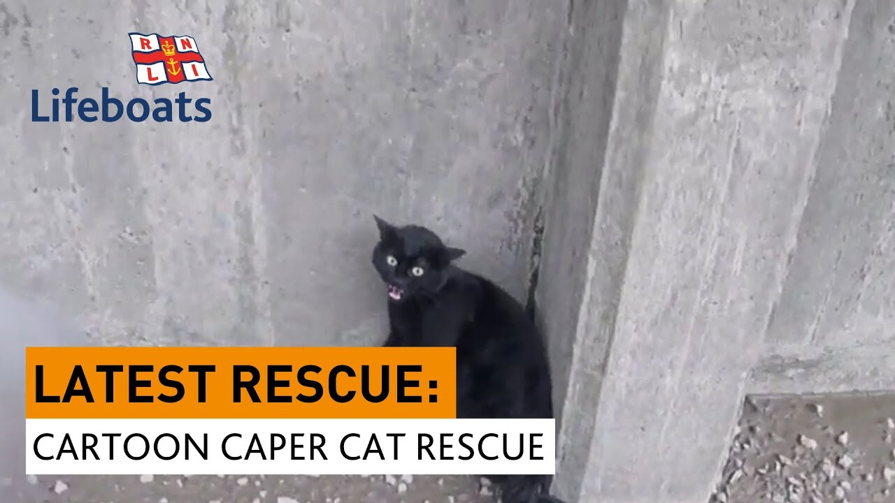 Chiswick RNLI rescue black cat from River Thames