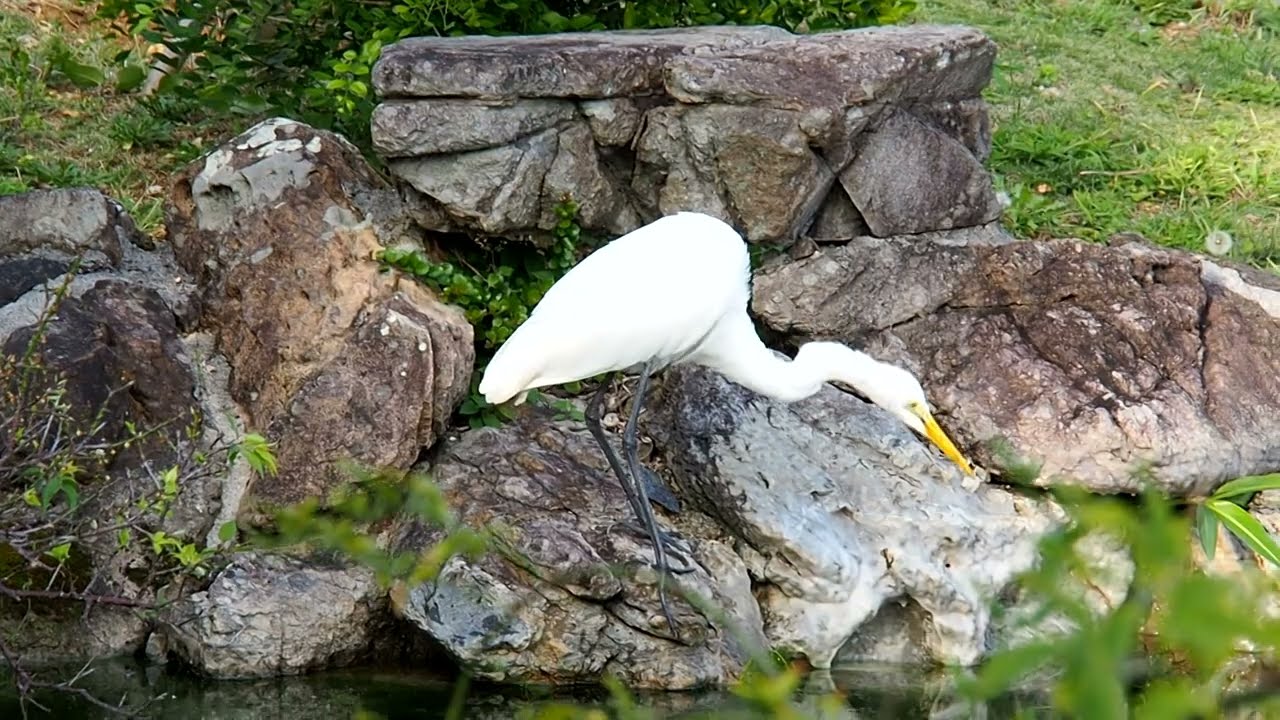 Fukushūen Garden, Naha, Okinawa. Test video