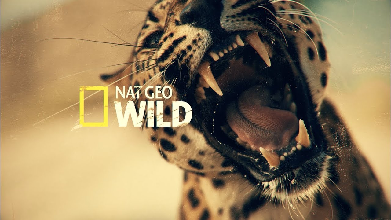 Nat Geo Theme by Noisetrik