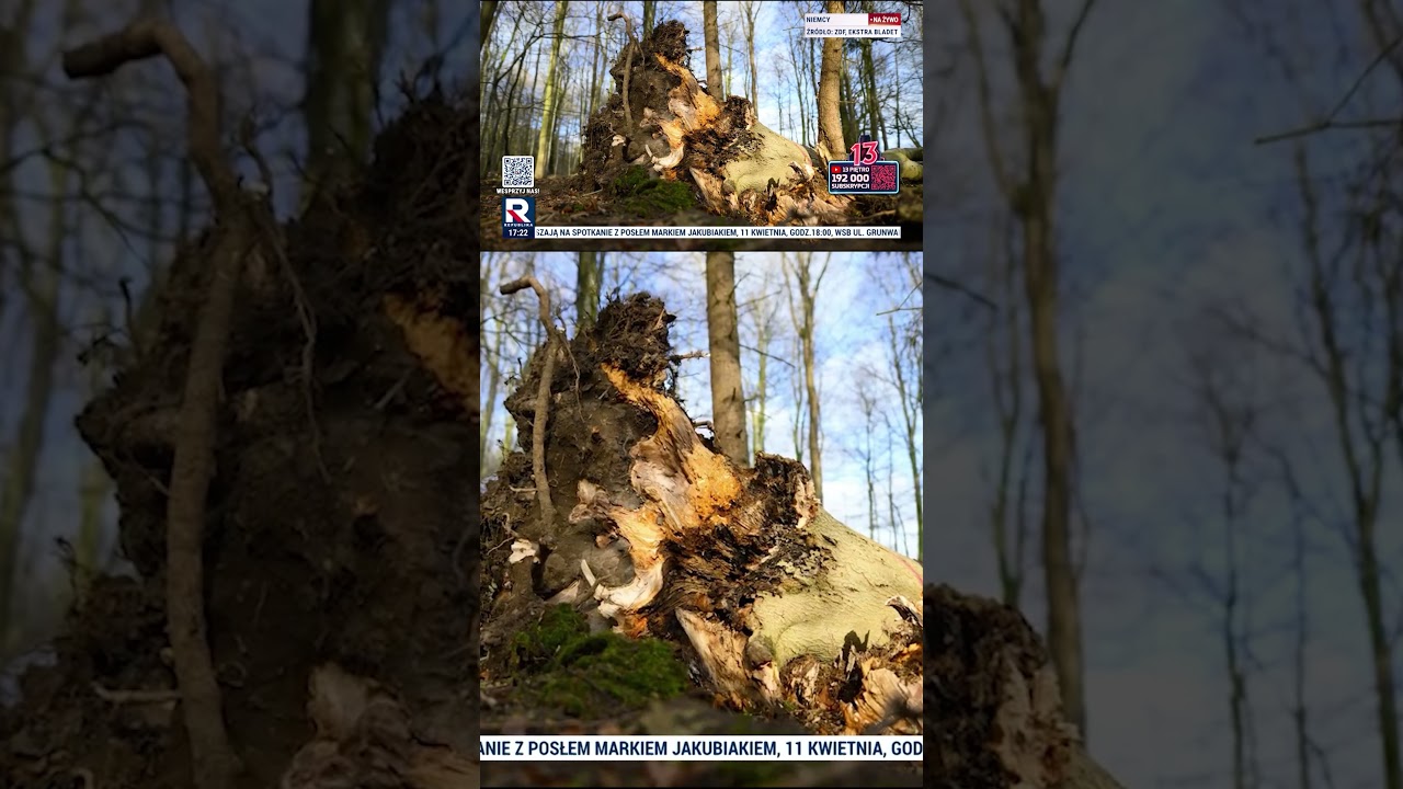 Tragedia w Niemczech: Drzewo przygniotło uczestnik&oacute;w szukania pisanek