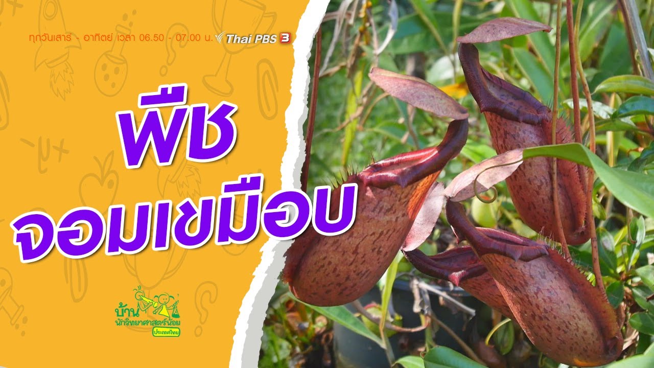 พืชจอมเขมือบ : บ้านนักวิทยาศาสตร์น้อย (25 ต.ค. 63)