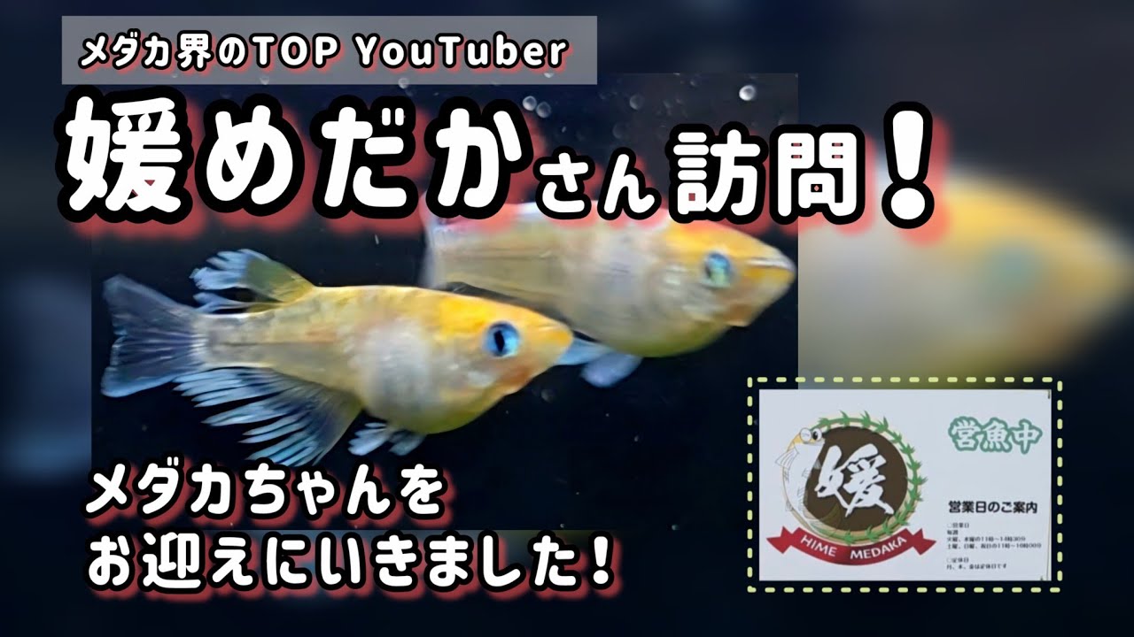 【メダカ】11万人YouTuber ❗️媛めだかさんのお店にメダカをお迎えにいきました‼️