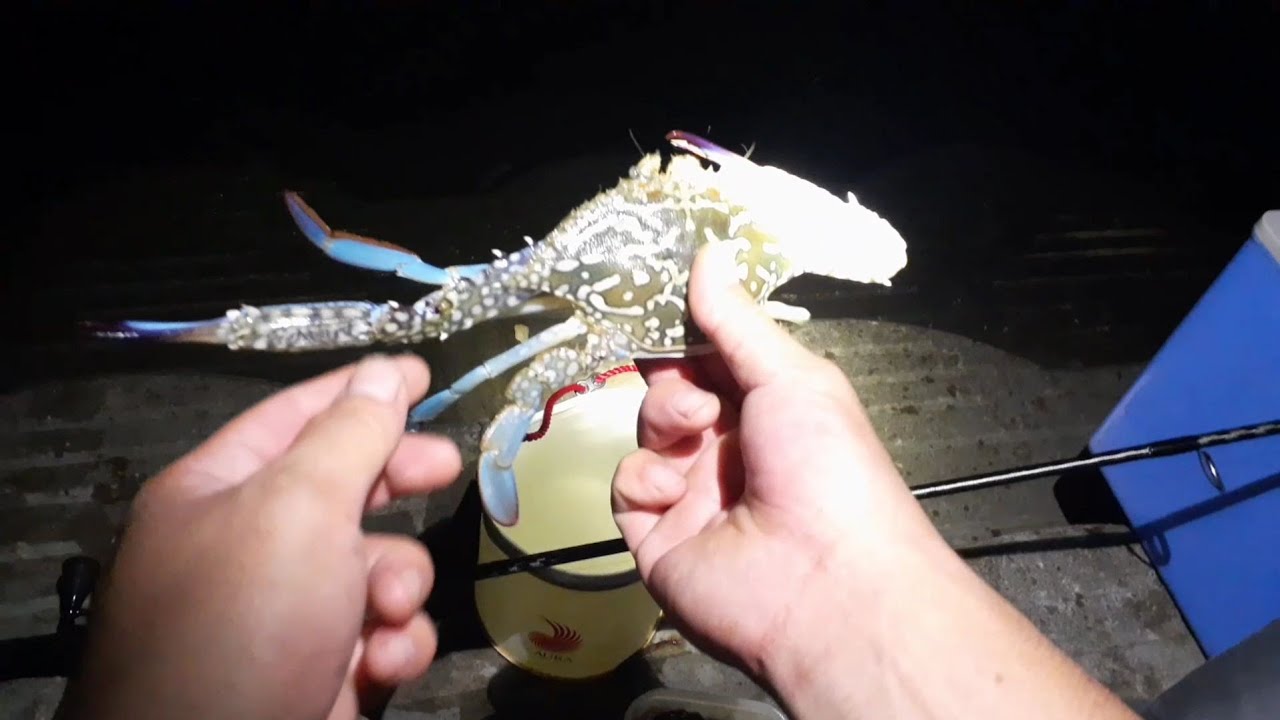 どハマり中のカニ釣り。自作仕掛けで釣るから面白い　#カニ釣り　#カニ仕掛け