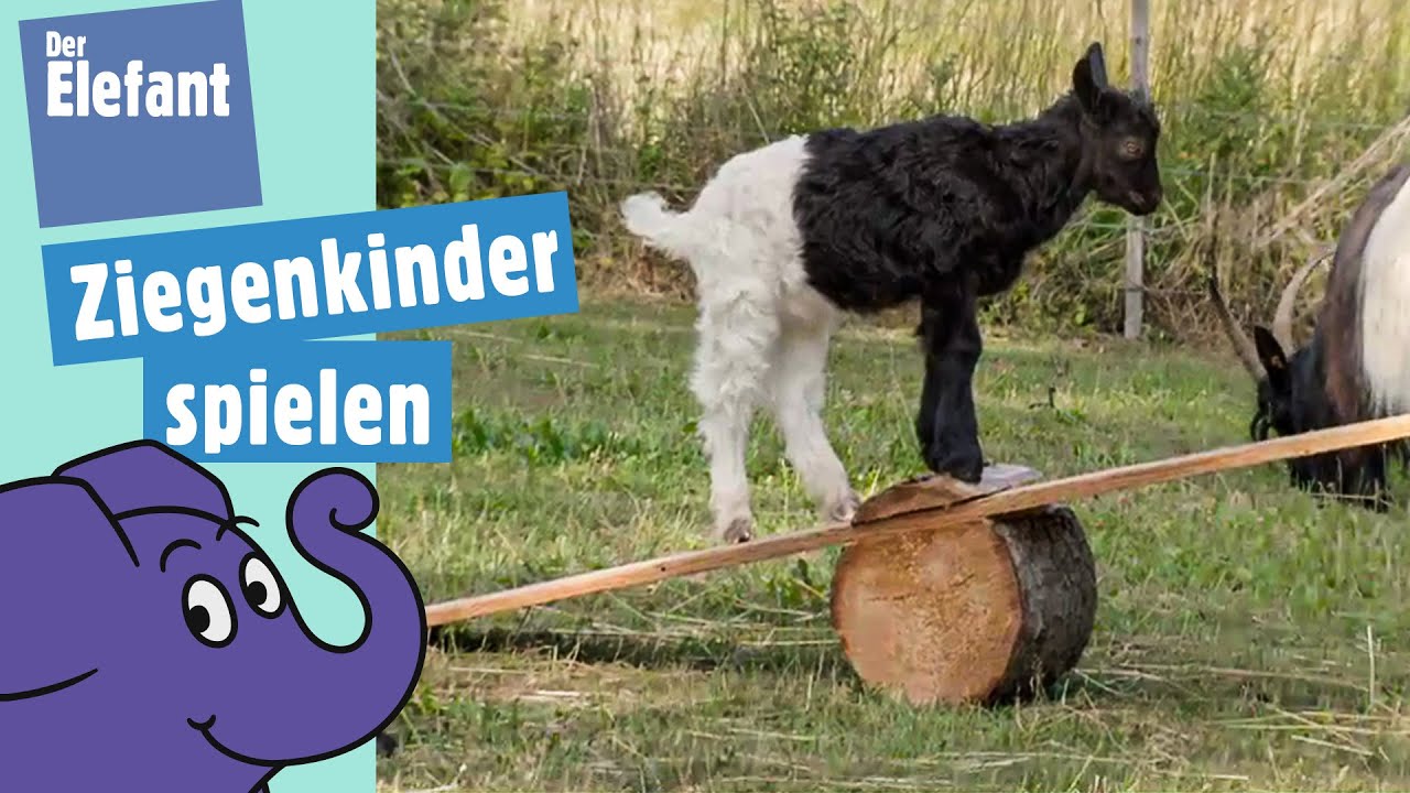Wie spielen Ziegenkinder? | Der Elefant |&nbsp;WDR